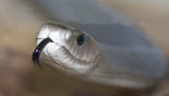 black mamba jan azier